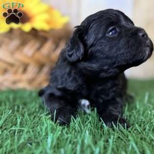 Cookie, Shih-Poo Puppy